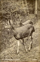 Nortwest Wild Life