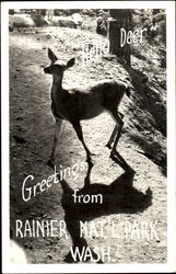 Greetings From Rainier National Park