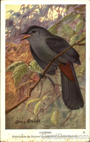 Catbird Allen Brooks Birds