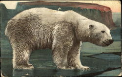 Polar Bear