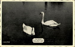 The Swans, Lake Shore park The Swans, Lake Shore park