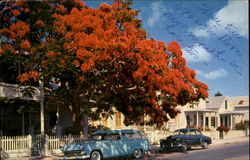 Flowering Royal Poinciana Tree Flowering Royal Poinciana Tree