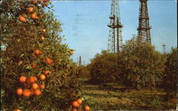 Oranges And Oil Wells