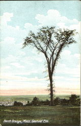 Sentinel Elm
