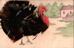 Thanksgiving Turkey w/Real Feathers