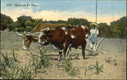 Mexican Ox Plow