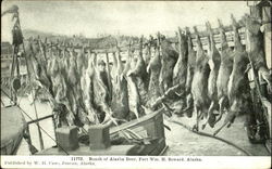 Bunch Of Alasak Deer