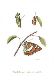 Dergrobe Eisvogel - Limenitis Populi L