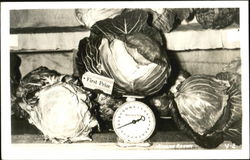 Alaska Grown Cabbage