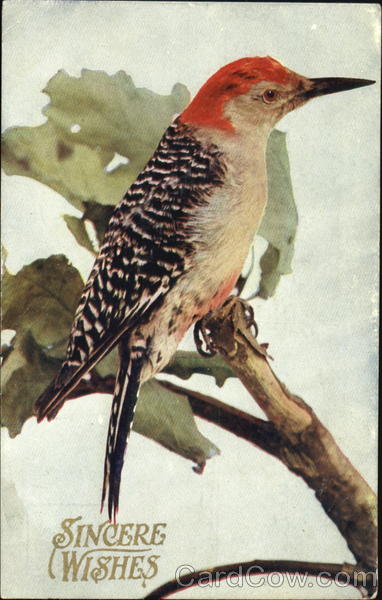 Sincere Wishes Birds