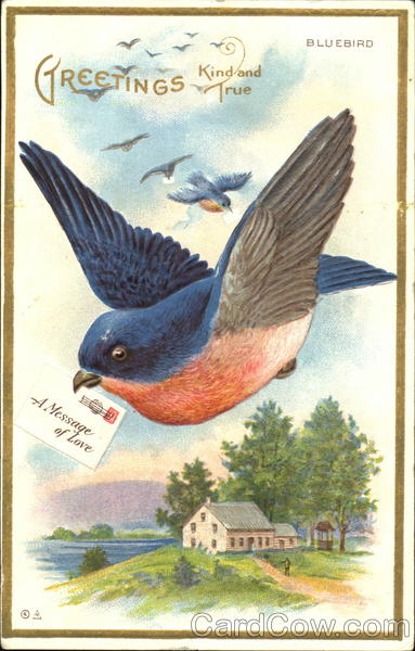 Bluebird Birds