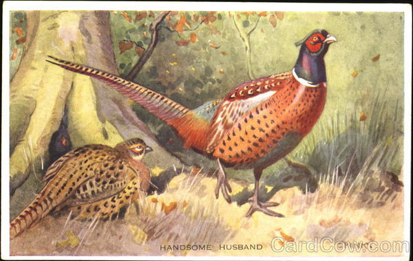 Handsome Husband SPINK Birds