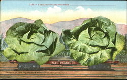 A Carload Of Cabbages