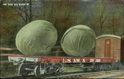Lettuce - The Kind We Raise In