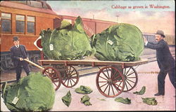 Cabbage As Grown In Washington