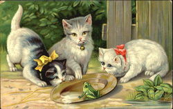 Kittens Watching Frog