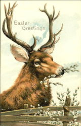 Reindeer Eating Plants