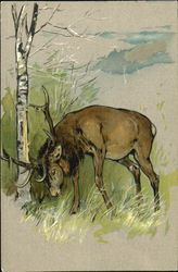 Buck in Woods