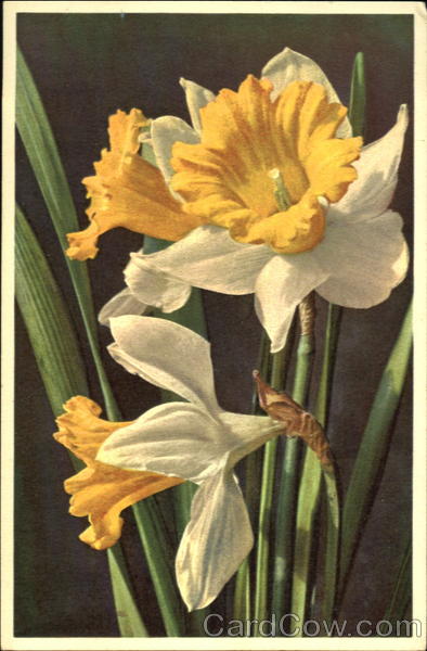 Narcissus Pseudonarcissus Thor E. Gyger Flowers