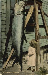 A Florida Tarpon