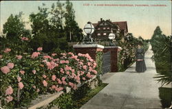 A Rose Bordered Sidewalk A Rose Bordered Sidewalk