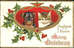 Cute kitten and pup