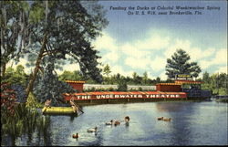 Feeding the Ducks at Colorful Weekiwachee Spring on U.S. #19 Feeding the Ducks at Colorful Weekiwachee Spring on U.S. #19