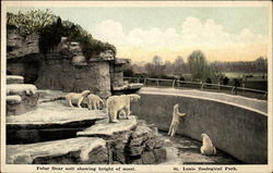 Polar Bear unit showing height of moat. St. Louis Zoological Park