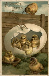 Chicks Playing in Barnyard