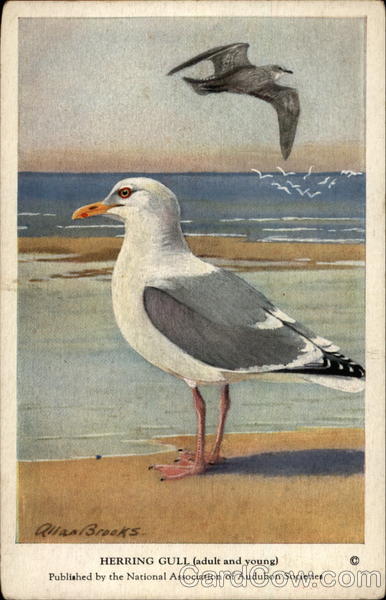 Herring Gull (adult and young) Birds