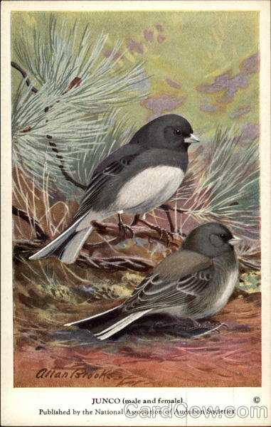Junco (Male and Female) Birds