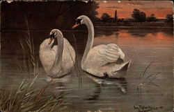 Two Swans on the Water