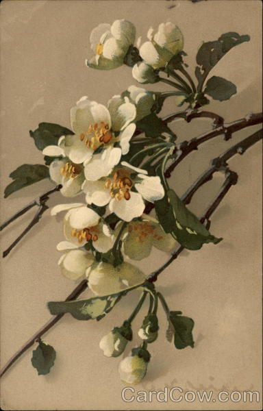 Sprig of White Flowers C. Klein