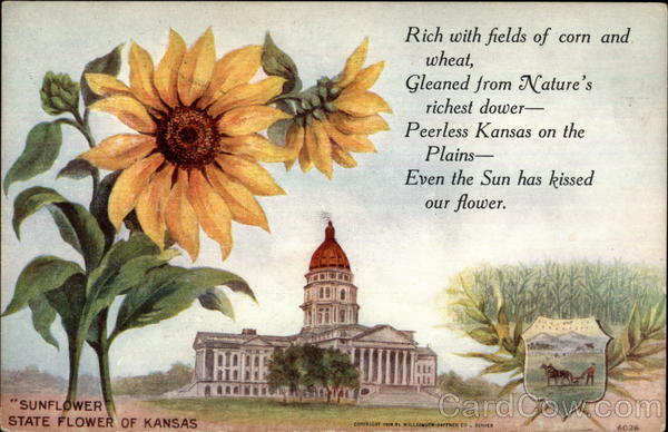 What Is Kansas State Flower. Kansas State Flower State Flowers & Seals