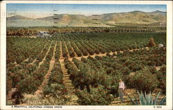A Beautiful California Orange Grove