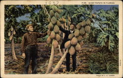 Giant Papaya in Florida