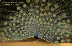 The Peacock, Butchart Gardens