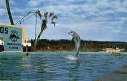 Trained Porpoise Plays Football, Marine Studios