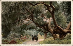Drive Through the Oaks, Hope Ranch Drive Through the Oaks, Hope Ranch