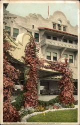 Bouganvillia at Hotel Potter Bouganvillia at Hotel Potter