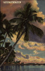 Tropical Palm