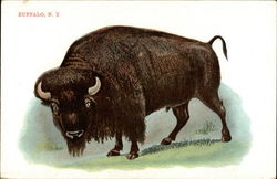 Buffalo, N. Y