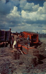 Peanut Harvest Scene Peanut Harvest Scene