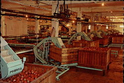 Packing Shed Scene