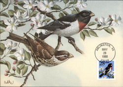 Rose-breasted Grosbeak