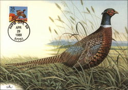 The Ring Necked Pheasant and Its Postage Stamp