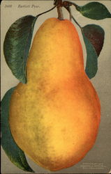 Bartlett pear illustration