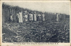 Harvesting Sugar Cane along the Apalachicola Northern R. R