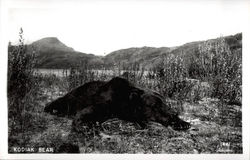 Killed Kodiak bear Killed Kodiak bear