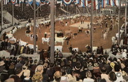 Parade of Champion Cattle in Hippodrome, Dairy Cattle Congress